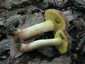 Molyhos tinóru (Xerocomus subtomentosus), Budai-hegység